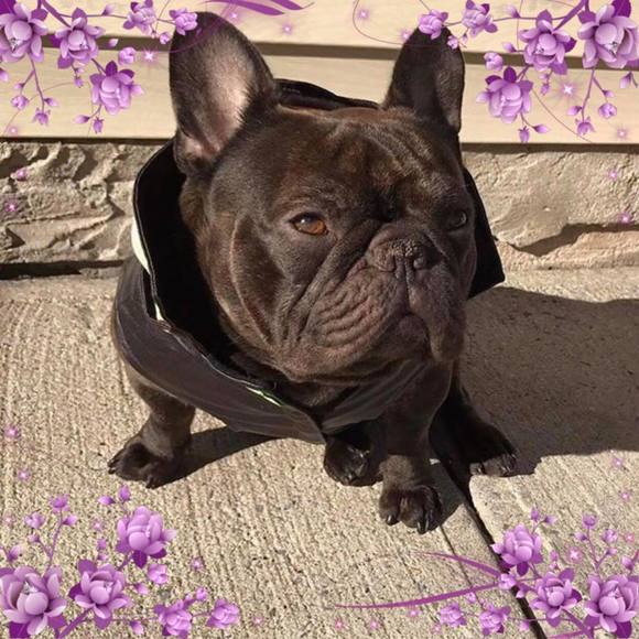 frenchie9781